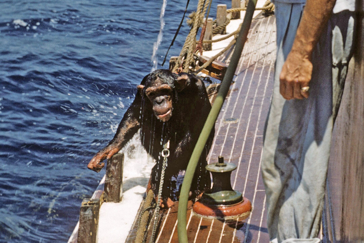 A chimpanzee is hosed down on the deck of a yacht at sea.